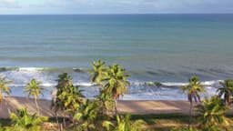 Praia paradisíaca com coqueiros e mar azul