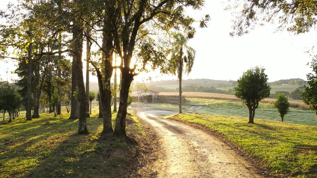 Sol entre árvores em fazenda no amanhecer