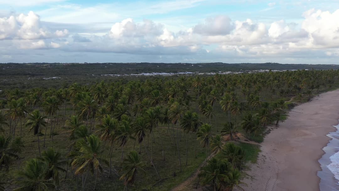 Cenário aéreo de coqueiral à beira-mar