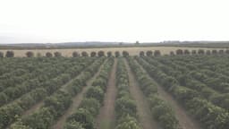 Laranjal. Sobrevoo sobre a cultura de laranjas.
