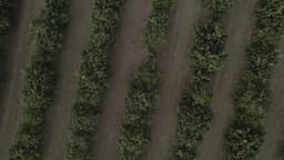 Cultivo de laranjas 90º. Zenital.