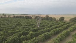 Laranjal e árvore seca. Contraste da natureza. 180º