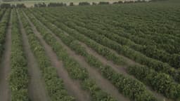 Cultivo de laranjas. Laranjal.
