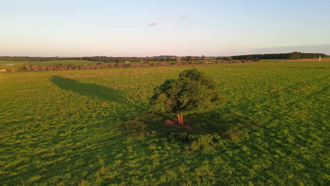 Voo de Drone 360° em Árvore na Zona Rural de Coroados