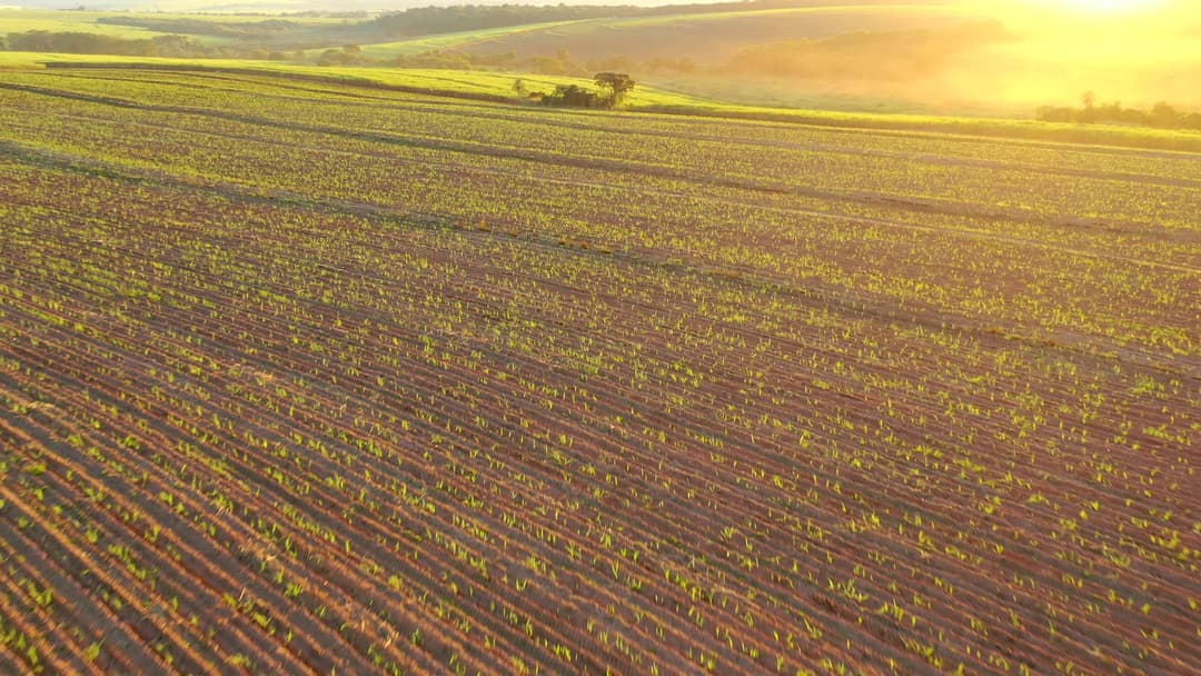 sugar cane plantation in sunset in Brazil