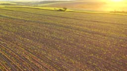 sugar cane plantation in sunset in Brazil