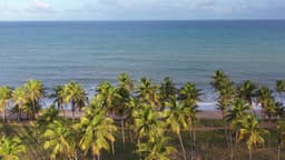 Cocais à beira-mar em praia paradisíaca