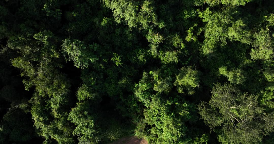 coffee plantation next to permanent preservation area in Brazil