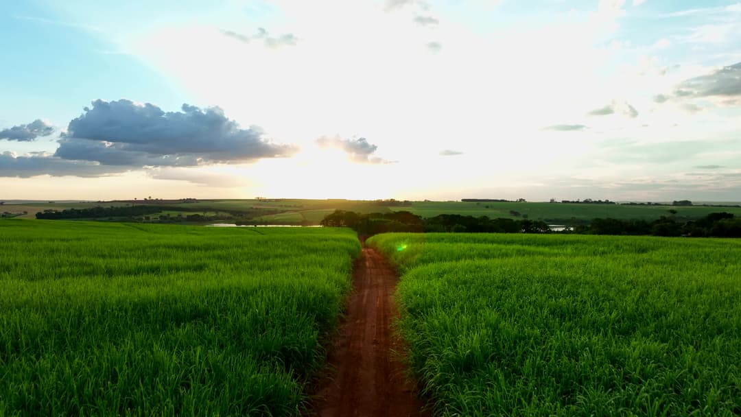 flight over dirt road and sugarcane fields at dusk