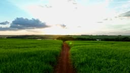 flight over dirt road and sugarcane fields at dusk