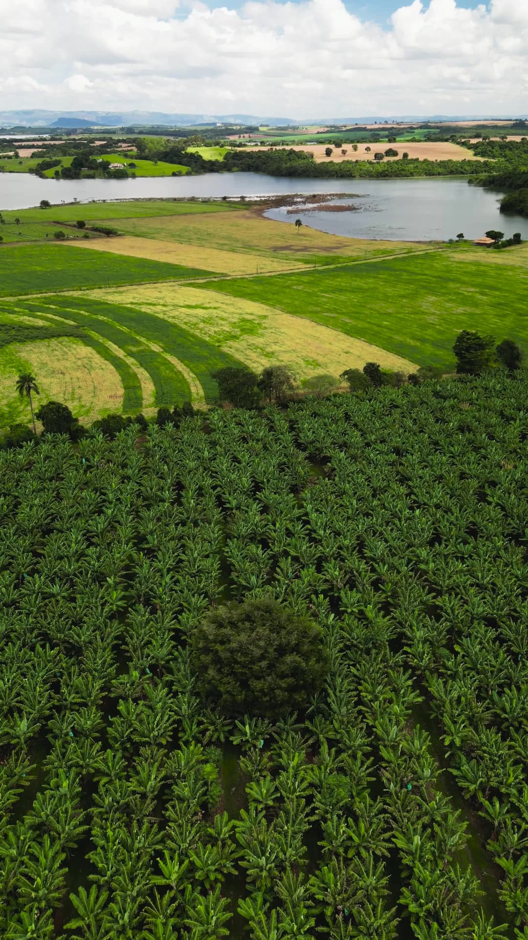 PLANTAÇÃO DE BANANEIRAS