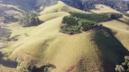 Vacas na fazenda
