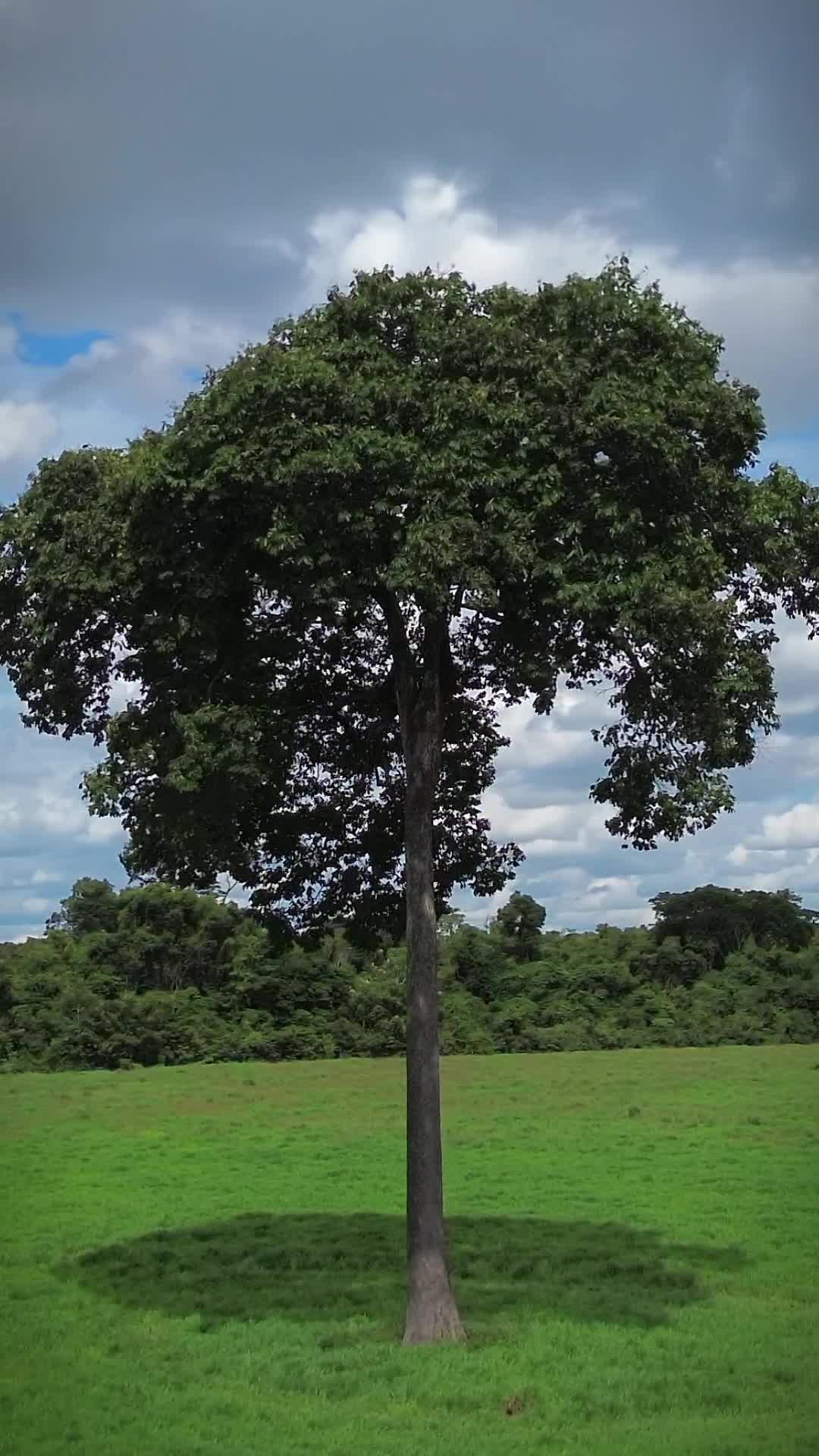 Castanheira do Pará 