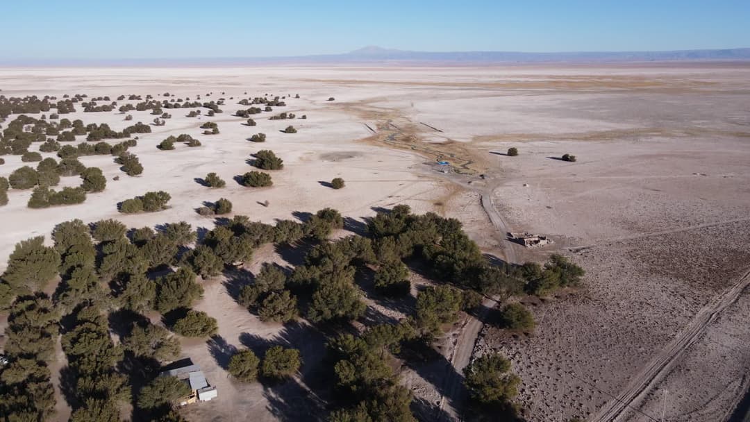 Vegetação isolada em paisagem árida desertica.