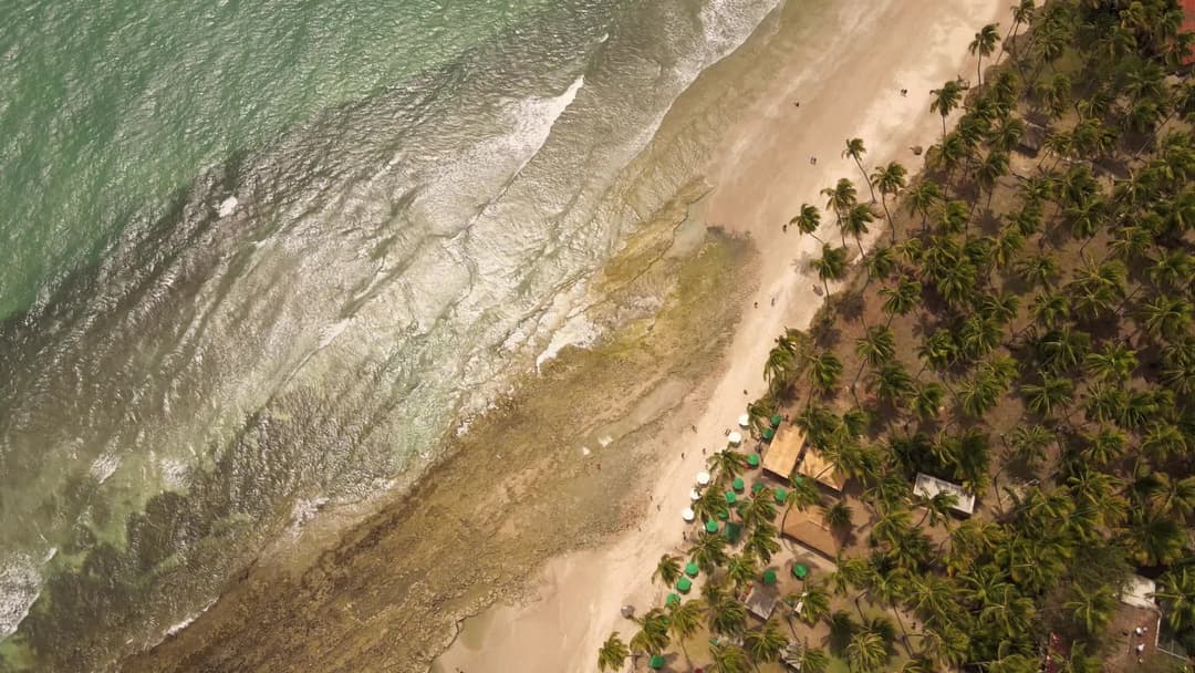 Praia paradisíaca com coqueiral visto do alto
