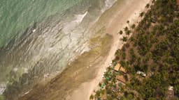 Praia paradisíaca com coqueiral visto do alto