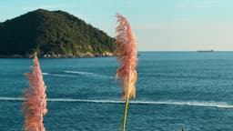 Folhagem ao vento com mar ao fundo.