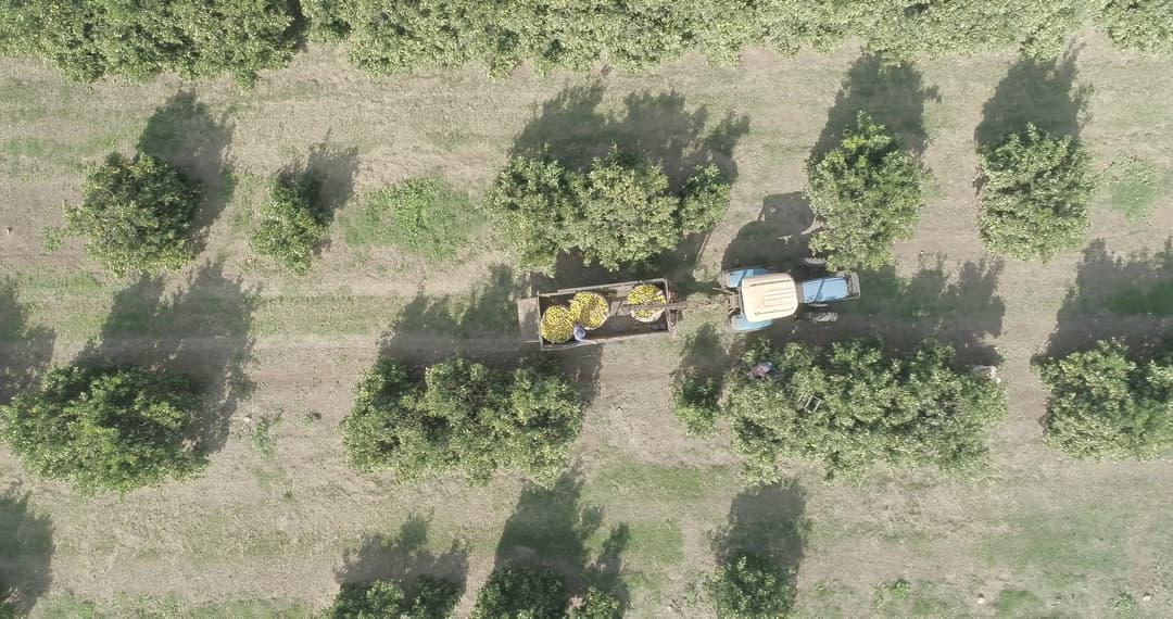 Agro Plantação