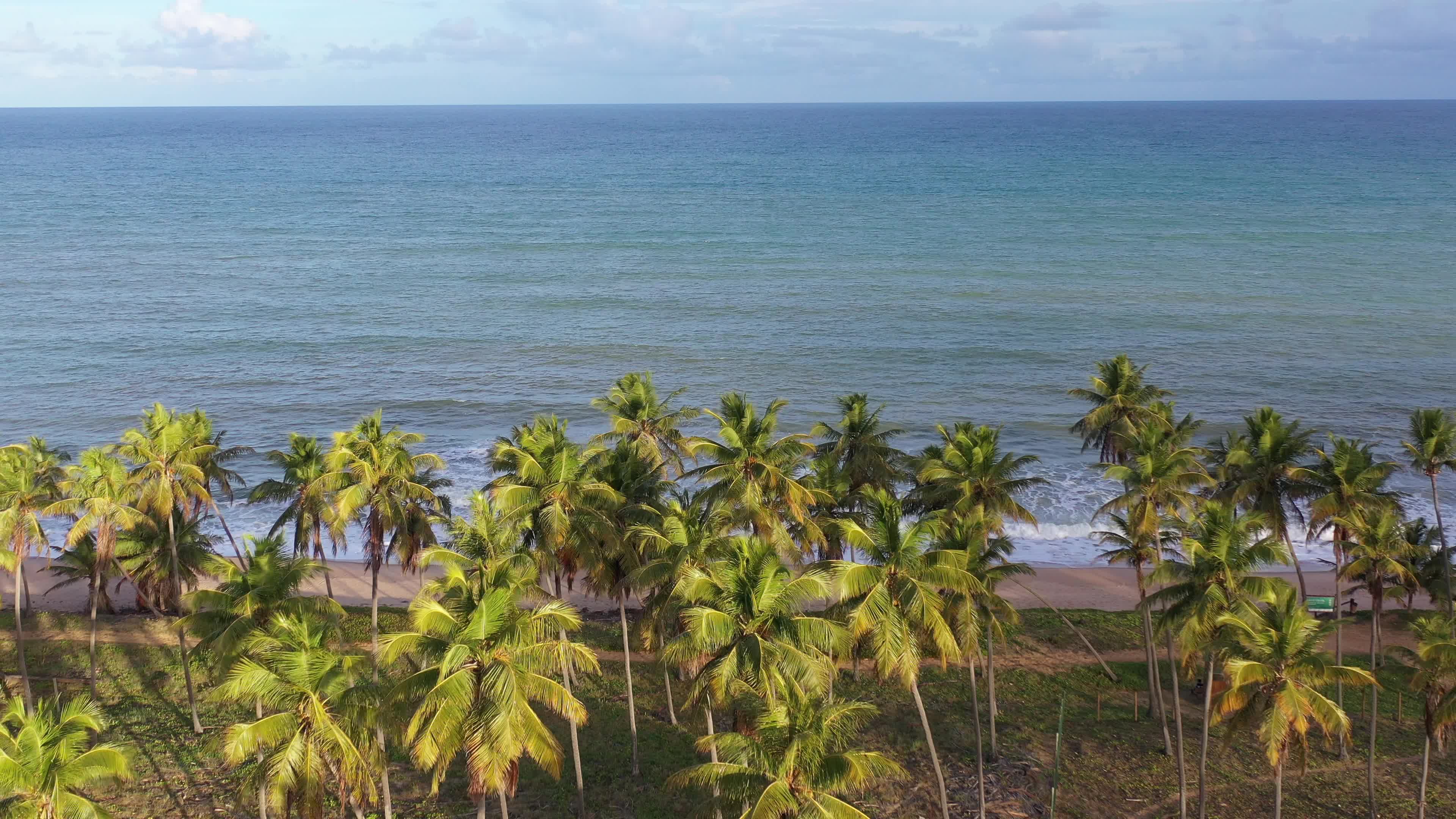 Cocais à beira-mar em praia paradisíaca