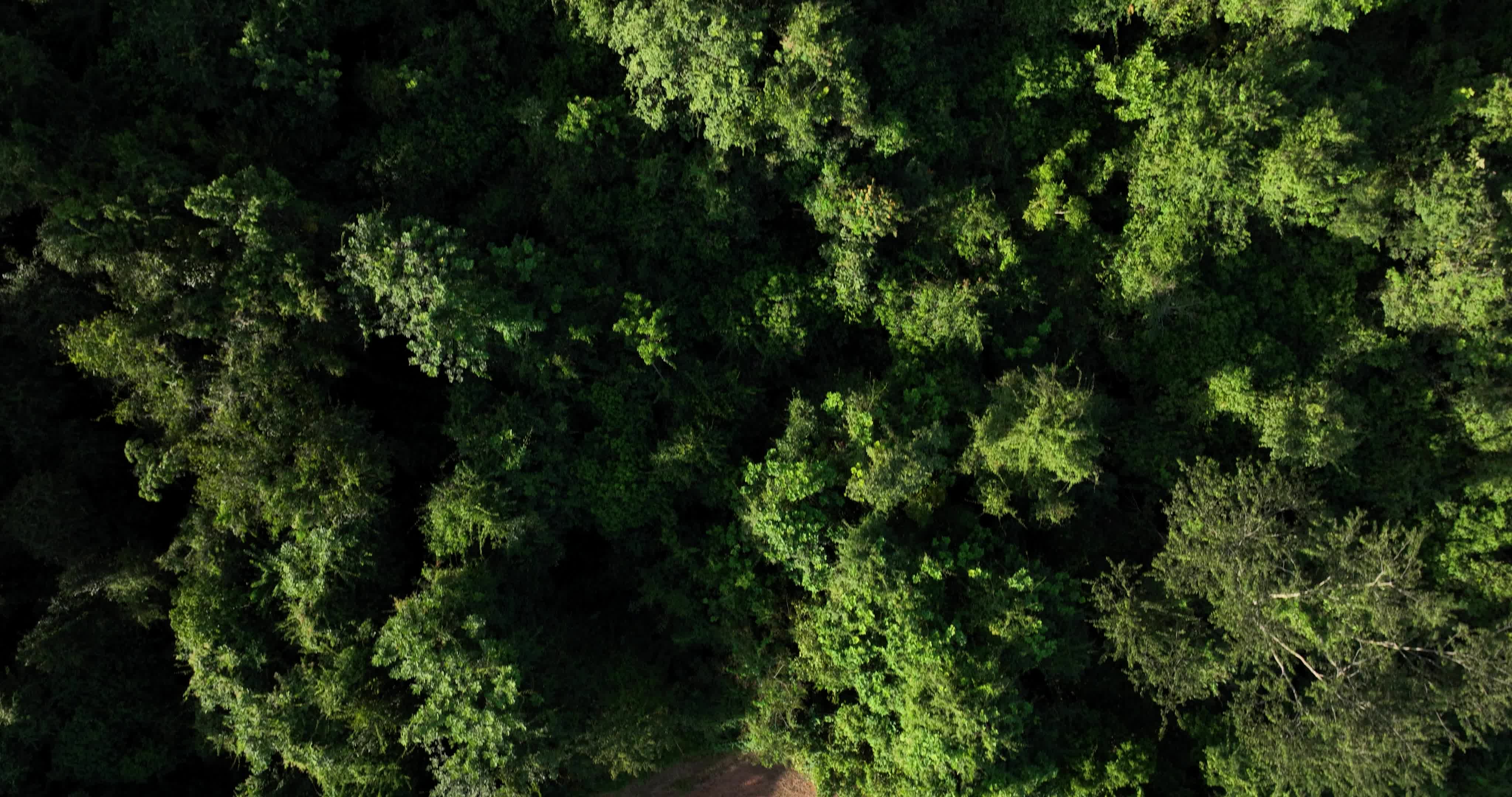 coffee plantation next to permanent preservation area in Brazil