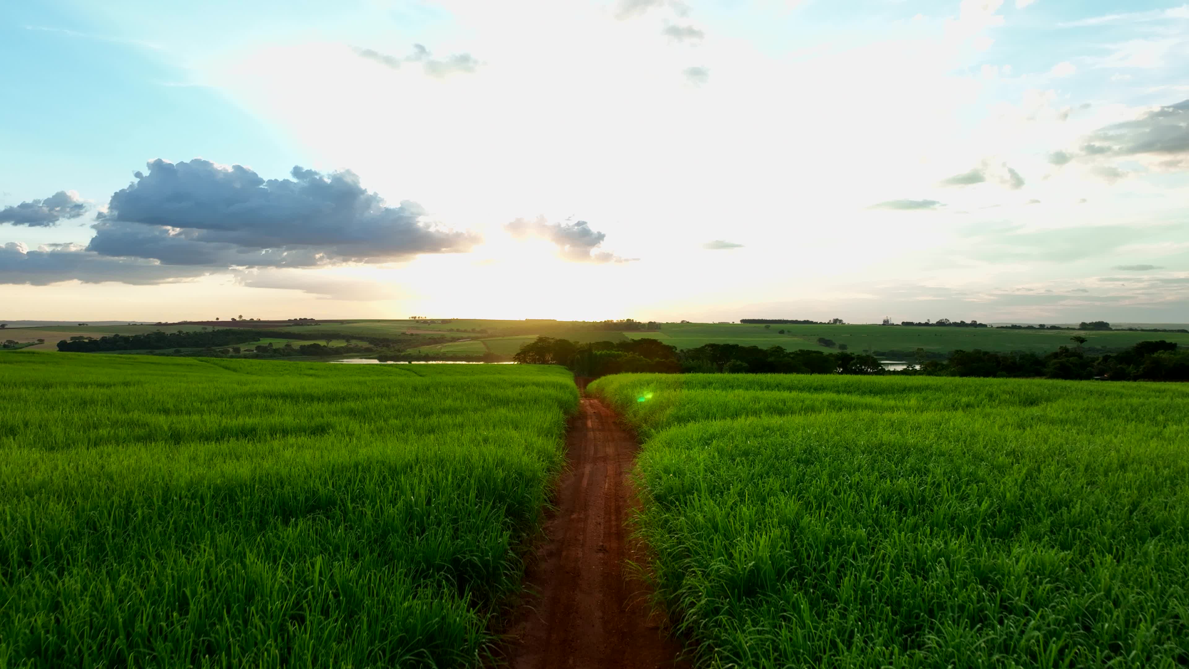 flight over dirt road and sugarcane fields at dusk