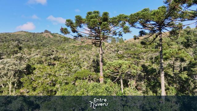 A Majestosa Floresta de Araucárias: Beleza Natural do Mantiqueira — vídeo aéreo de São Bento do Sapucaí