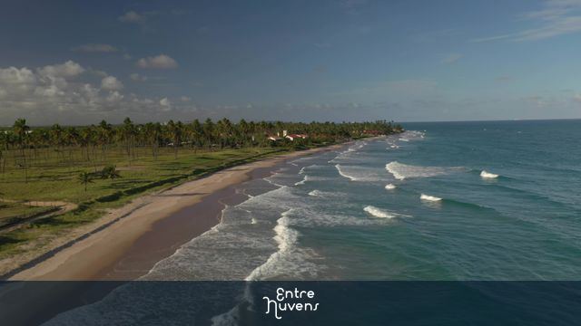 aerial view of waves on the beach and coconut trees in Porto de Galinhas