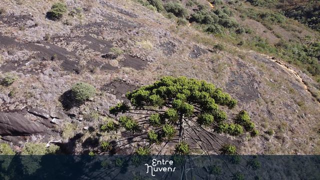 Araucária Solitária  — vídeo aéreo de Alto Caparaó