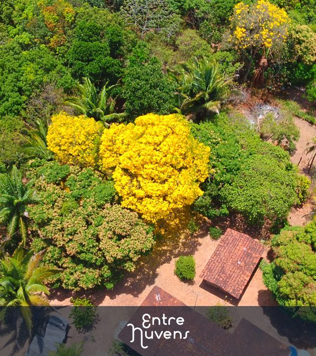 Árvore de Ipê Amarelo (Zona Rural de São Luís/MA)