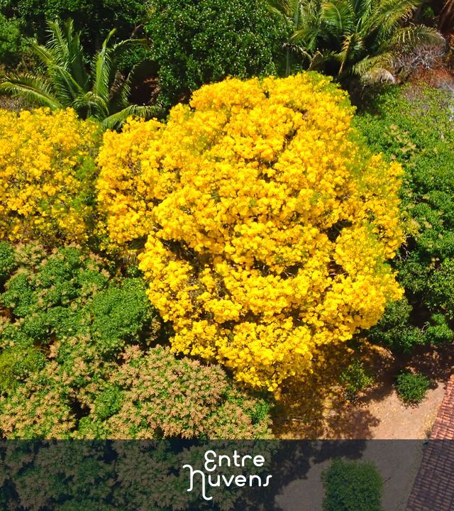 Árvore de Ipê Amarelo (Zona Rural de São Luís/MA)