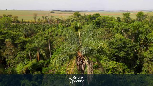 Arvore giro 180 — vídeo aéreo de Casa Branca