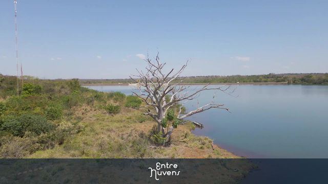 Árvore seca. Giro 180° — vídeo aéreo de Chapadão do Sul