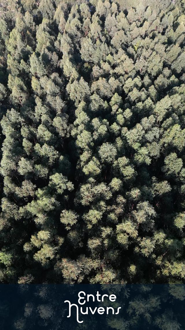 Arvores vistas de cima. — vídeo aéreo de Itupeva