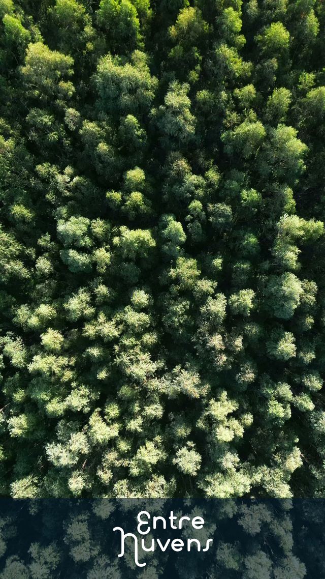 Arvores vistas de cima — vídeo aéreo de Itupeva