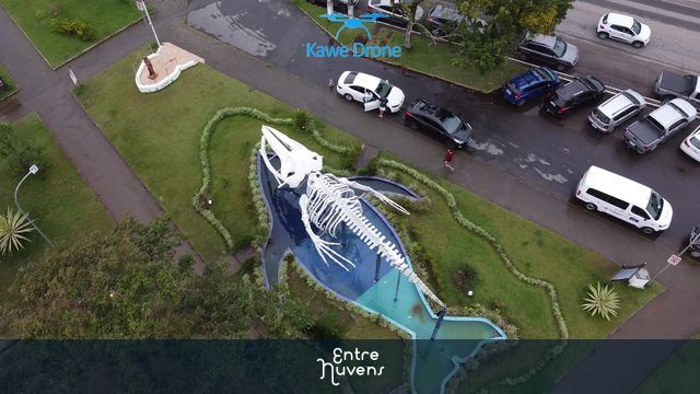 baleia ubatuba
