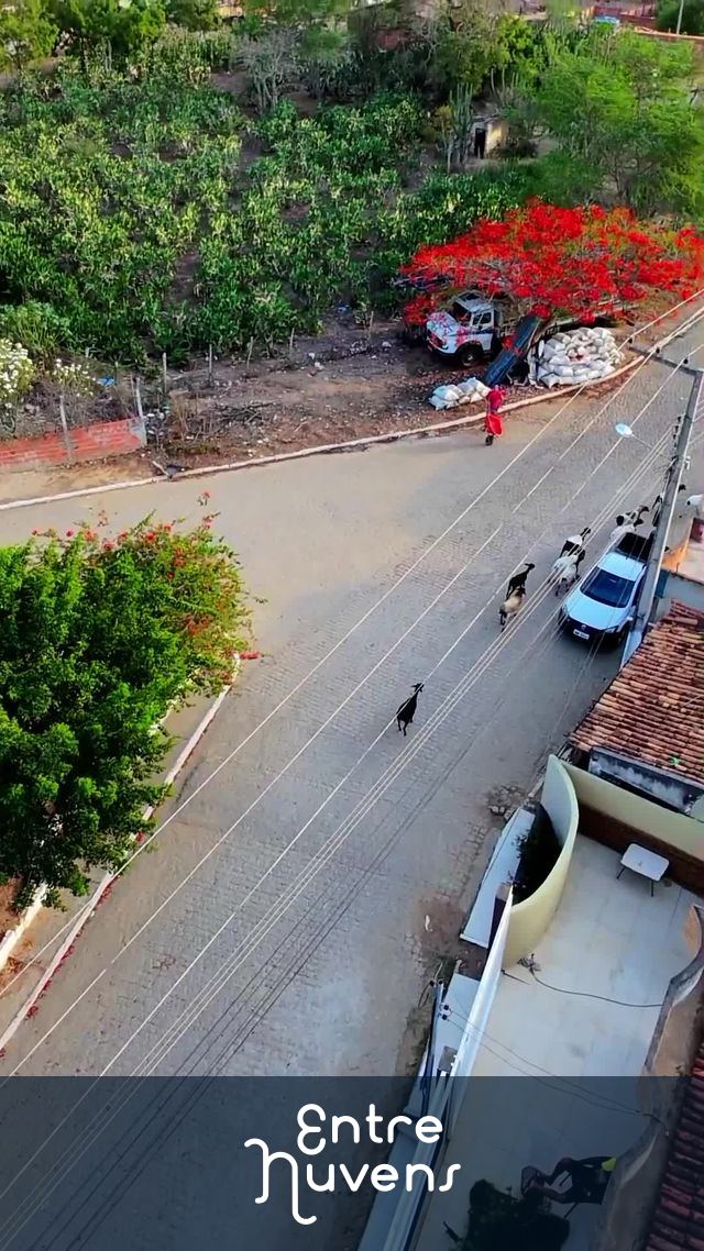 Cabras entrando em residência  — vídeo aéreo de Carira