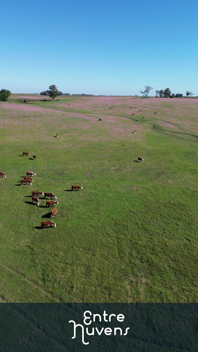 Campanha Gaúcha  — vídeo aéreo de Alegrete