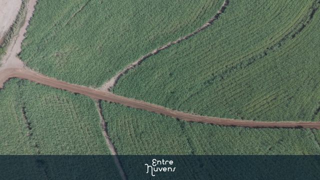 canavial olhando para baixo — vídeo aéreo de Birigui