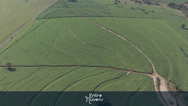 canavial panoramica descida — vídeo aéreo de Birigui