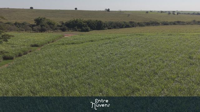 canavial rasante — vídeo aéreo de Birigui