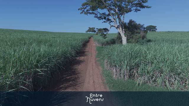 canavial voo baixo — vídeo aéreo de Birigui
