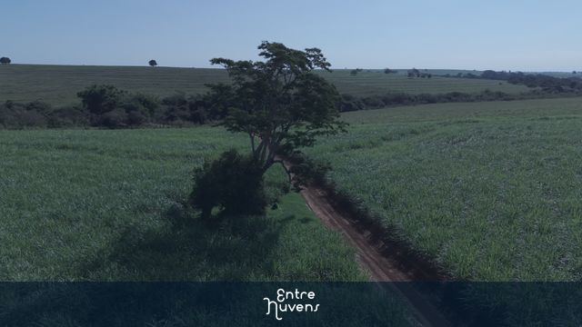 canavil 360 baixa altura — vídeo aéreo de Birigui