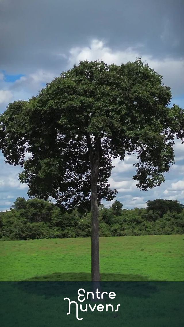 Castanheira do Pará  — vídeo aéreo de Castanheiras