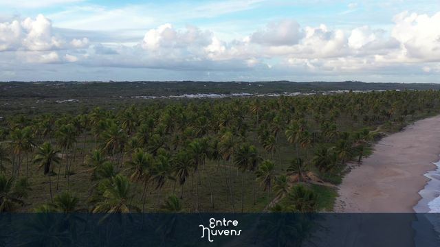 Cenário aéreo de coqueiral à beira-mar — vídeo aéreo de Mata de São João