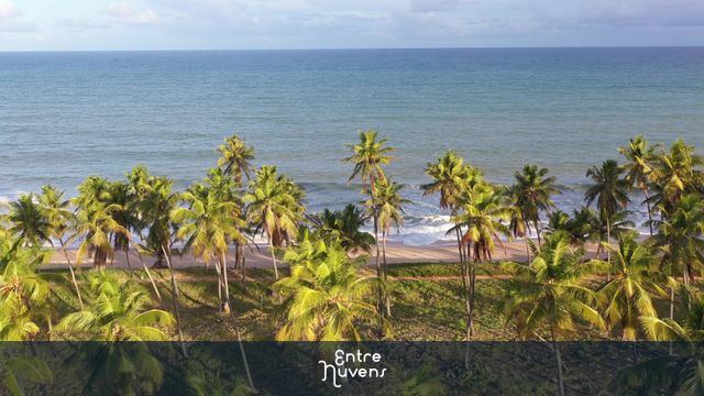 Cocais à beira-mar em praia paradisíaca — vídeo aéreo de Mata de São João