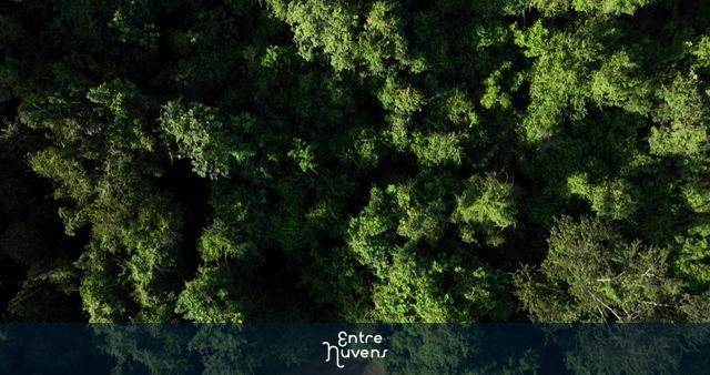 coffee plantation next to permanent preservation area in Brazil — vídeo aéreo de Claraval