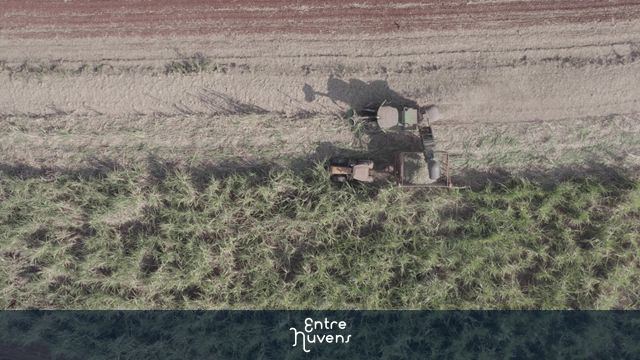 Colheita de Cana – Vista Aérea zenital