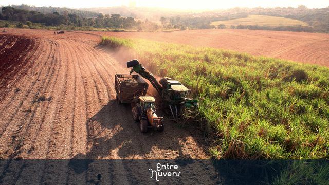 Colheitadeira na plantação cana de açúcar!  — vídeo aéreo de Americana