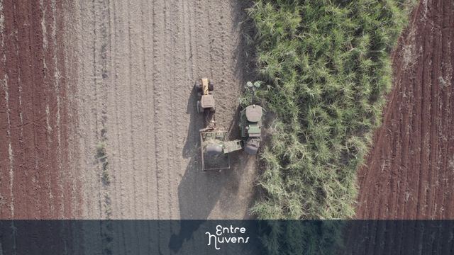 Colheitadeira no Canavial - vista zenital — vídeo aéreo de Piracicaba