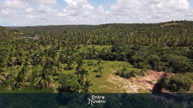 coqueiros, mata — vídeo aéreo de Ilha de Itamaracá